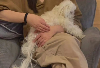 网友探访王祖贤艾灸馆！姐姐穿拖鞋抱小狗很优雅