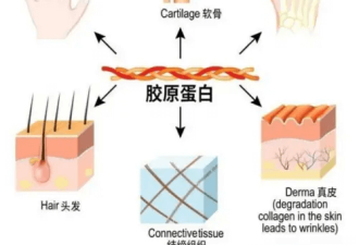 胶原蛋白的重要作用：提升内外健康的关键