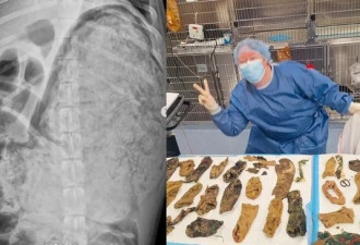 狗狗腹胀紧急送医，体内全是主人衣物