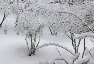 大暴雪未停！济南20小时下“387个大明湖”