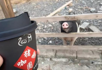 餐饮业竞争惨烈 多地涌现“猪圈咖啡”