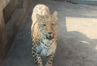 网红“豹警官”有了新伙伴：动物园新增狐狸浣熊梅花鹿等