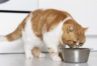 跟爱猫共用水杯 40岁男肚痛险没命