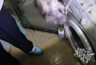 杭州女子花1400元抓1老鼠