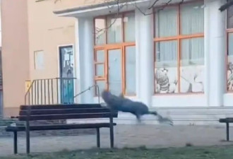 无人机逗猫遭“一秒踹飞” 中国网友笑翻