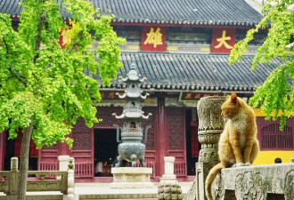 去寺庙吸猫的年轻人，把猫盘出了班味