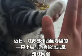 去寺庙吸猫的年轻人，把猫盘出了班味