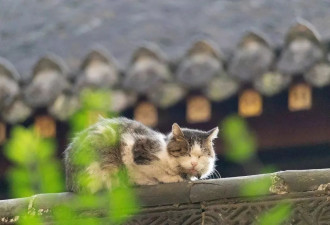 去寺庙吸猫的年轻人，把猫盘出了班味