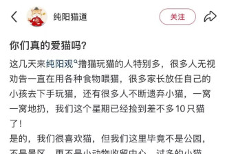 去寺庙吸猫的年轻人，把猫盘出了班味