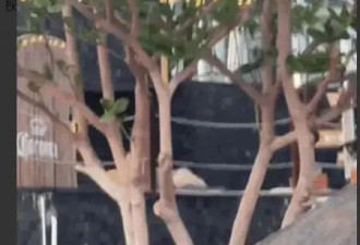 撒贝宁三亚护妻被拍！李白热裤长腿引围观， 网友：撒老师压力山大