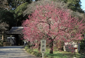 日本这座赏梅名园 全是中国元素