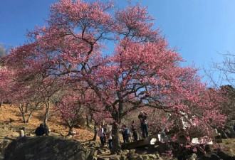 日本这座赏梅名园 全是中国元素