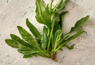 吃野菜=吃保健品？为你揭秘5种野菜的健康功效