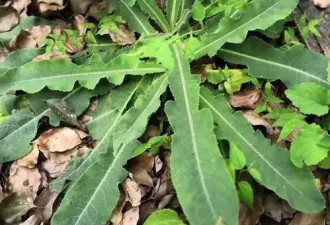 吃野菜=吃保健品？为你揭秘5种野菜的健康功效