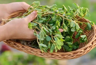 吃野菜=吃保健品？为你揭秘5种野菜的健康功效