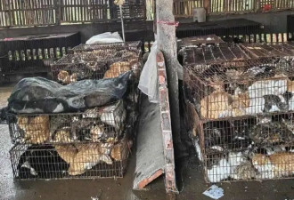 900只猫疑似被活埋，被查扣动物应如何处置？