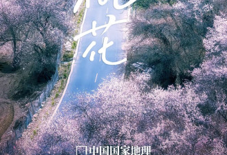 中国最美桃花，太惊艳了！