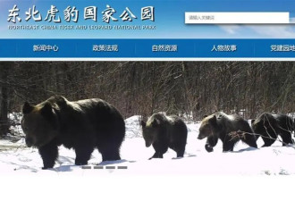 吉林2名护林员遭黑熊袭击受伤 熊类刚结束冬眠