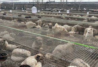 狐貉胴体黑市：未检疫禁食用狐貉肉销往多地