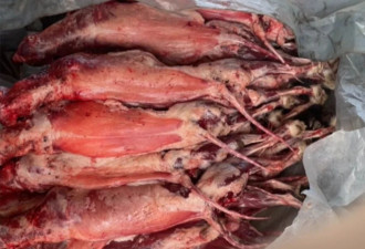 狐貉胴体黑市：未检疫禁食用狐貉肉销往多地