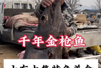 尝一口山东大集的金枪鱼，好像在和僵尸接吻