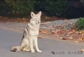 惊魂一刻！美4岁华人宝宝差点被狼吃掉