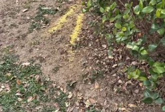 宠物投毒频发：我们该如何与动物共享城市？