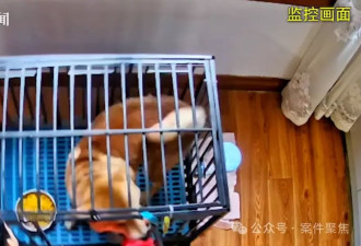 花1.58万送“狗儿子”上学，归来却恶习依旧！