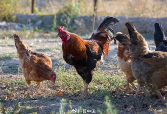 多数“概念蛋”都是营销，在营养上差别不大