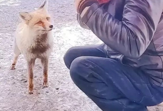 “雪山喂狐”争议背后：夹金山村民与狐狸的人狐缘分