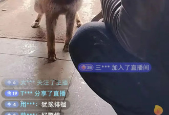 “雪山喂狐”争议背后：夹金山村民与狐狸的人狐缘分