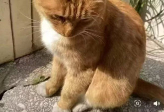 老师在数百学生面前虐杀怀孕母猫 踩爆头丢垃圾桶