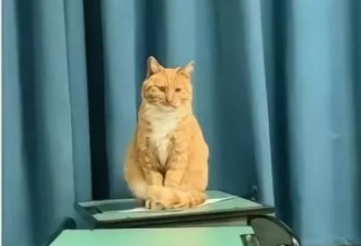 老师当学生面踩死猫扔,学校称将对学生进行心理疏导