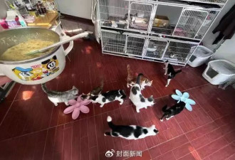 浙江社区建“动物委员会”：400志愿者每年自筹20万元