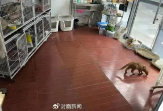 浙江社区建“动物委员会”：400志愿者每年自筹20万元