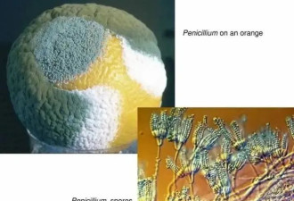 “发霉橘子”突然爆火 卖出天价 专家紧急提醒