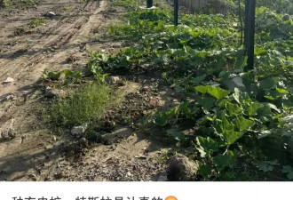 特斯拉充电桩“落户”上海油菜花田引热议 园区正处理