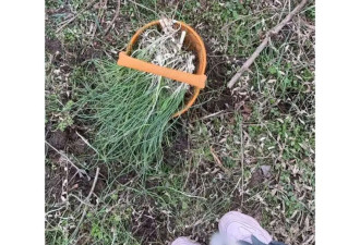 上海最狠的相亲方式:一起挖野菜 最深情的暗示