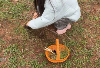上海最狠的相亲方式:一起挖野菜 最深情的暗示