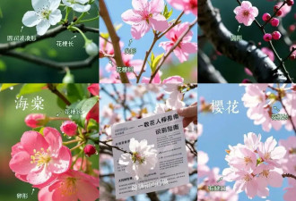 8种春日名花，30秒教你轻松识别！春游拍照不尴尬！