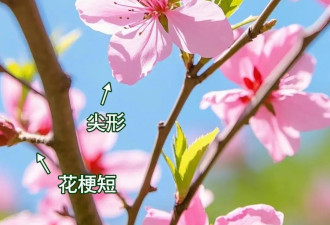 8种春日名花，30秒教你轻松识别！春游拍照不尴尬！
