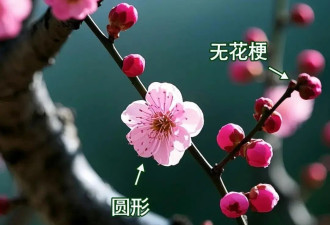 8种春日名花，30秒教你轻松识别！春游拍照不尴尬！