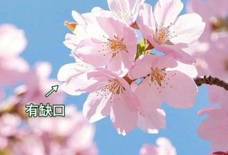 8种春日名花，30秒教你轻松识别！春游拍照不尴尬！