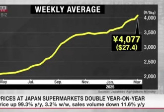 政府储备米投没效果 日本米价连续11周上涨创新高