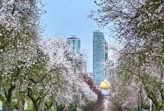次第绽放 实拍温村网红教堂樱花街