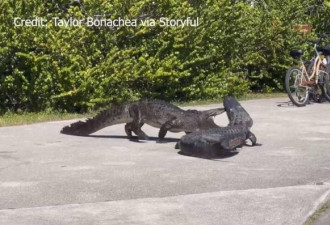 美洲鳄、短吻鳄人行道上火爆大战 影片曝