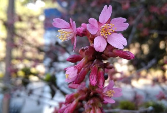 大温最美赏花路线+限定活动攻略大全 错过等一年