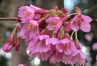 大温最美赏花路线+限定活动攻略大全 错过等一年