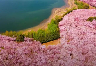 全球最大樱花基地在中国 这场花事惊艳世界
