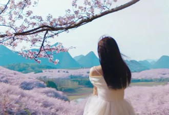 全球最大樱花基地在中国 这场花事惊艳世界